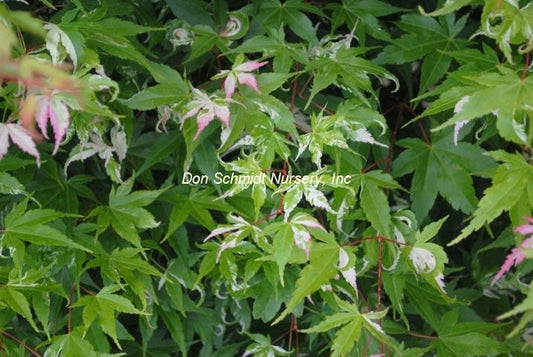 Acer palmatum 'Taiyo Nishiki'