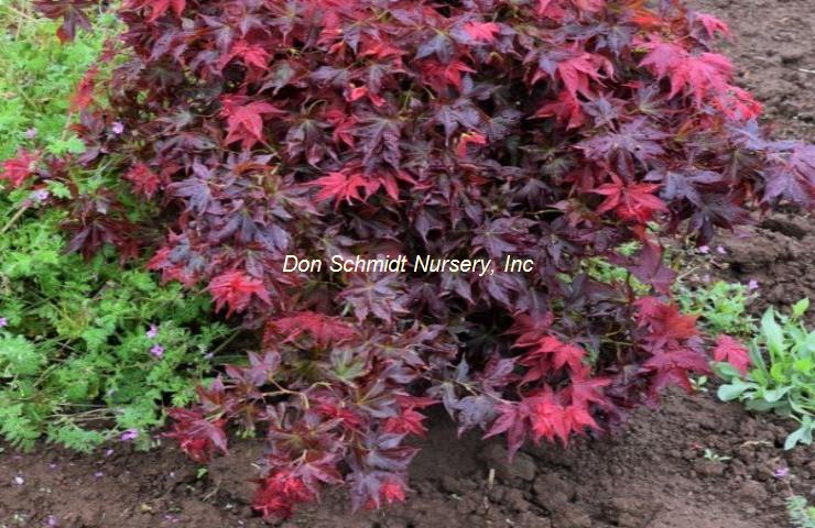Acer palmatum 'Beni Hoshi'