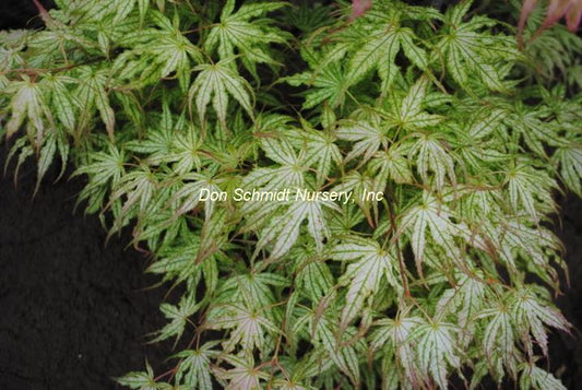 Acer palmatum 'First Ghost'