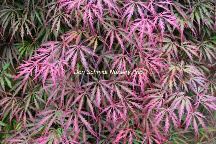 Acer palmatum 'Heartbeat'