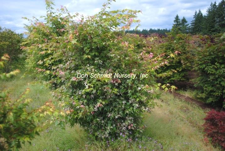 Acer palmatum 'Taiyo Nishiki'