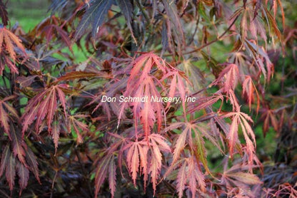 Acer palmatum 'Crimson Carol'