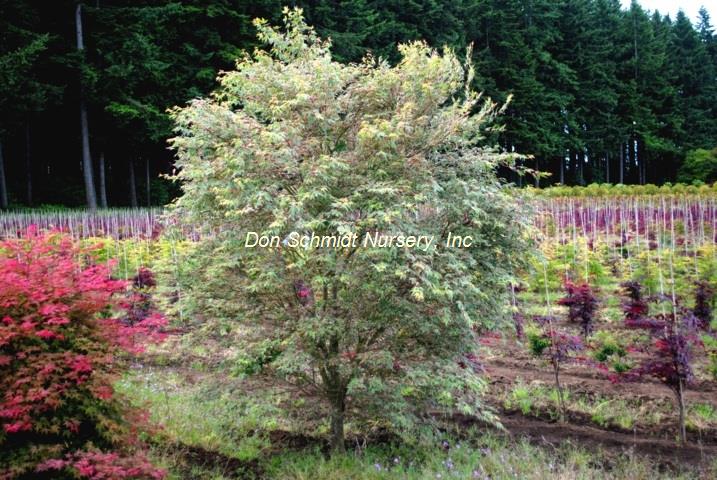 Acer palmatum 'Kagiri Nishiki'