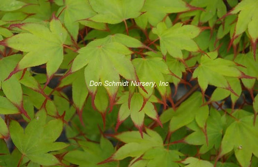 Acer palmatum 'Tsuma Beni'