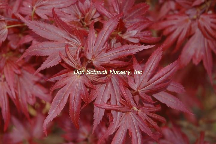 Acer palmatum 'Aratama'
