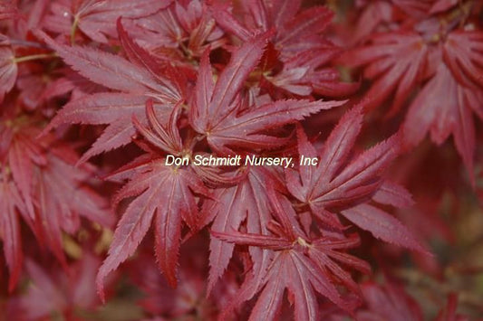 Acer palmatum 'Aratama'