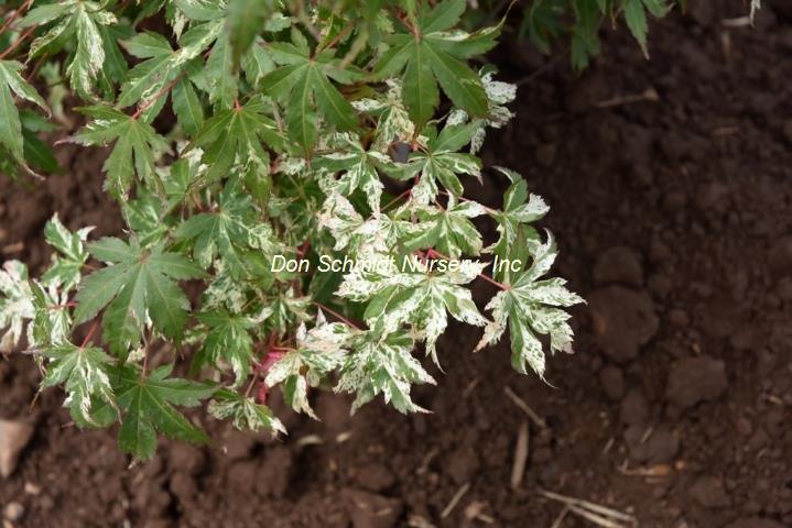 Acer palmatum 'Tsuru No Mai'
