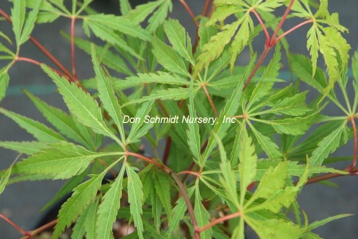 Acer palmatum 'Midori No Teiboku'