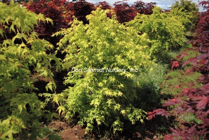 Acer palmatum 'Aoyagi'