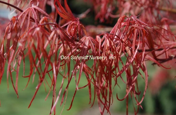Acer palmatum 'Atrolineare'