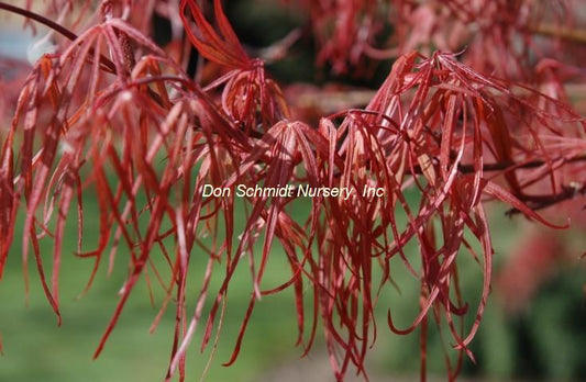 Acer palmatum 'Atrolineare'