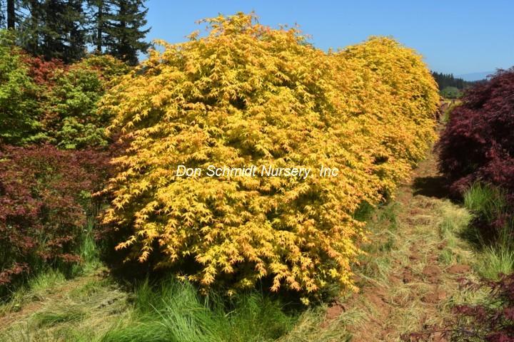 Acer palmatum 'Katsura Hime'