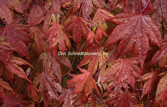 Acer palmatum 'Crimson Prince'