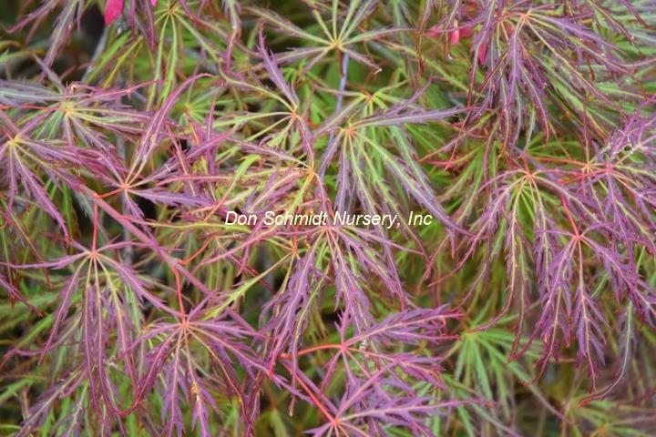 Acer palmatum 'Sunset'