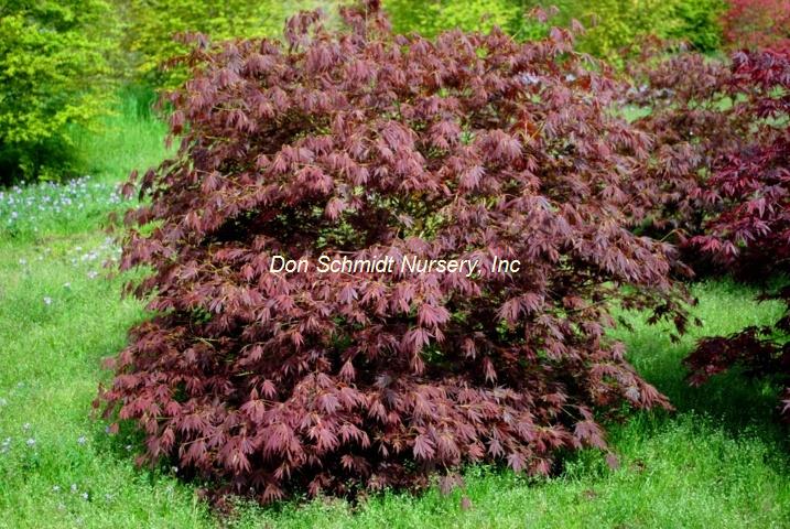 Acer palmatum 'Tsukushigata'