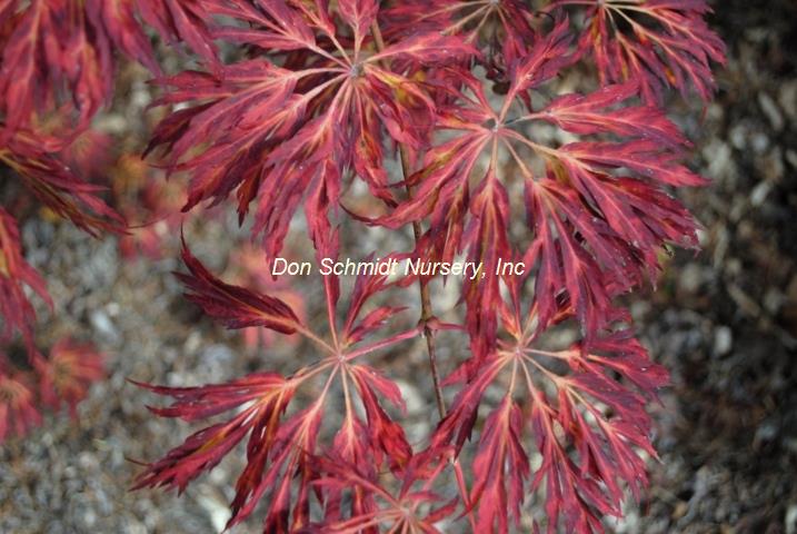 Acer japonicum 'Oregon Fern'