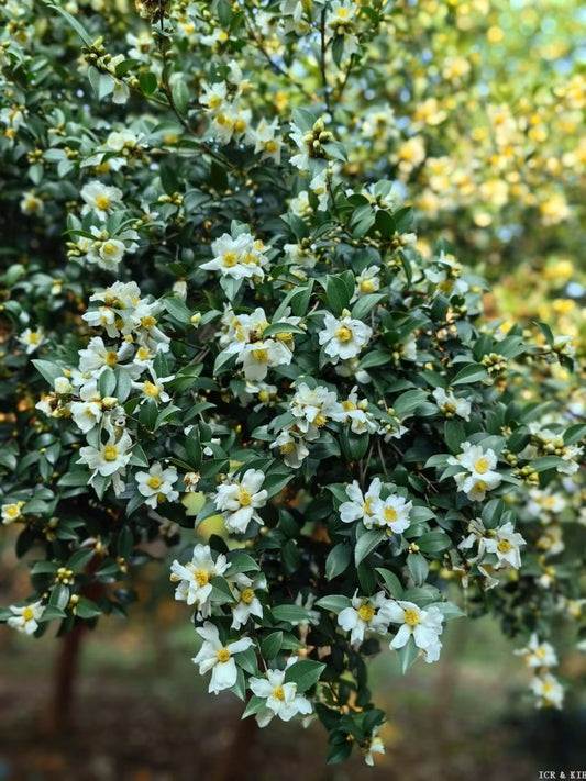 Camellia brevistyla