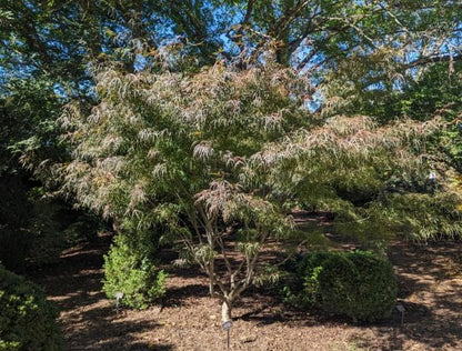 Acer palmatum 'Hubb's Red Willow'