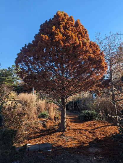 Taxodium distichum  'Jim's Little Guy''