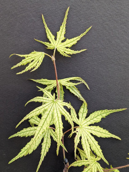 Acer palmatum 'Alexandre'