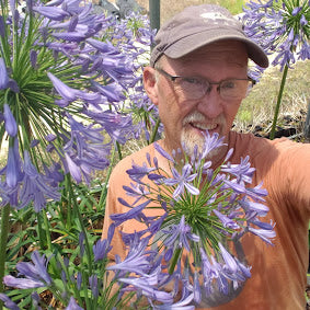 Agapanthus "New Zealand Giant" NEW EXCLUSIVE GARDEN TREASURES INTRODUCTION