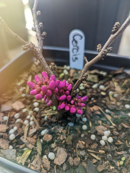 Cercis chinensis 'Kay's Early Hope' Redbud Tree