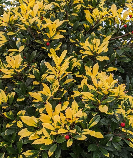 Ilex x attenuata 'Sunny Foster'