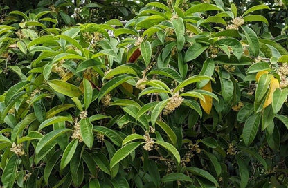 Osmanthus fragrans 'Conger Yellow'