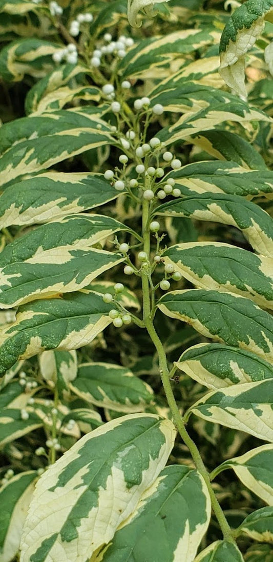 Callicarpa dichotoma 'Duet'