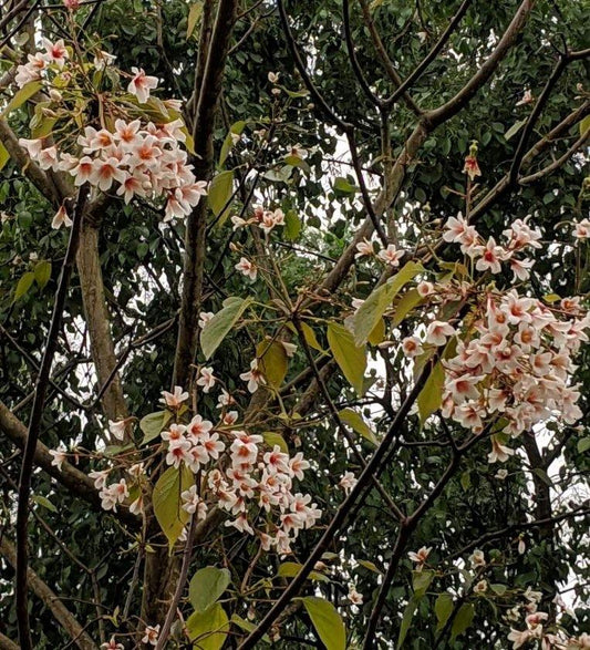 Vernicia fordii "Cold Hardy"
