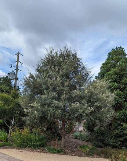Quercus hypoleucoides