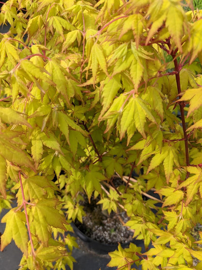 Acer palmatum 'Sunburst' EXCLUSIVE GARDEN TREASURES NEW RELEASE - RARE!!!