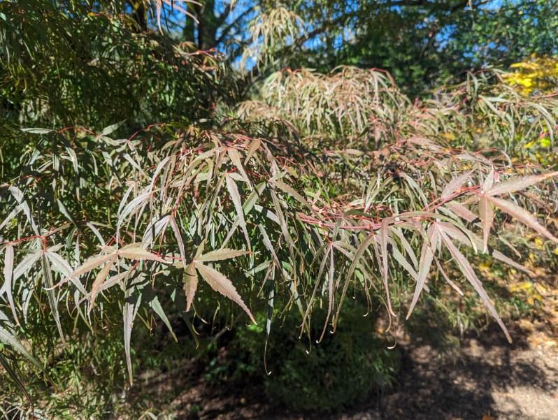 Acer palmatum 'Hubb's Red Willow'