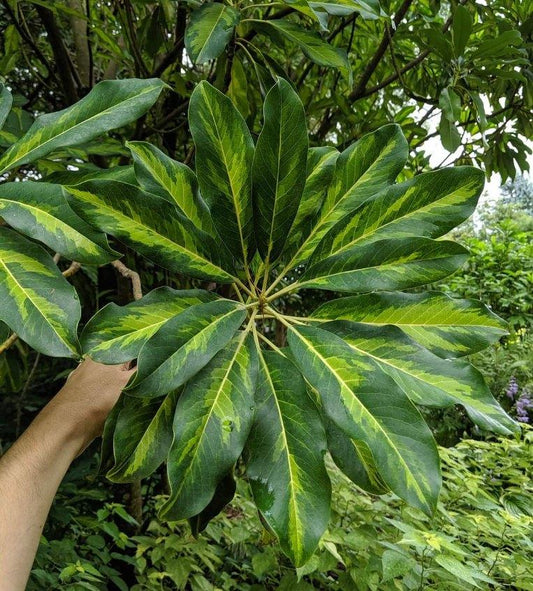 Daphniphyllum macropodum 'Ki Midori Nakafu' EXTREMELY RARE!!!