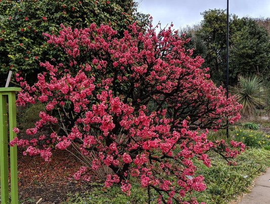 Prunus persica 'NCSU Dwarf Double Red'