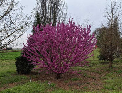 Cercis chinensis 'Kay's Early Hope' Redbud Tree