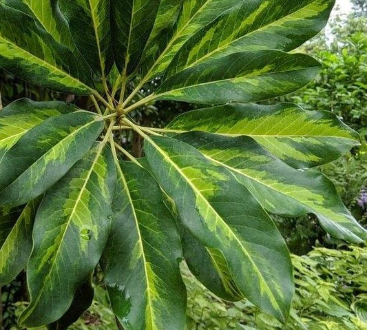 Daphniphyllum macropodum 'Ki Midori Nakafu' EXTREMELY RARE!!!