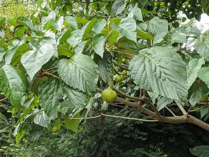 Vernicia fordii "Cold Hardy" Tung Oil Tree