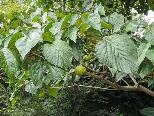 Vernicia fordii "Cold Hardy"
