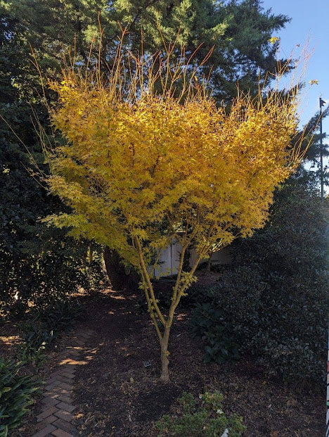 Acer palmatum 'Bihou' Rare Yellow Coral Bark Japanese Maple