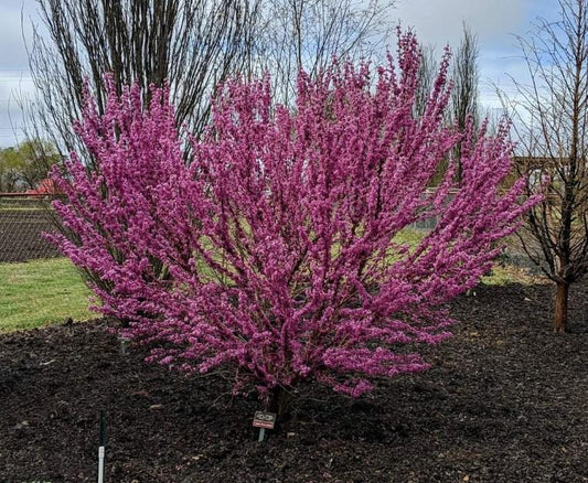 Cercis chinensis 'Kay's Early Hope' Redbud Tree