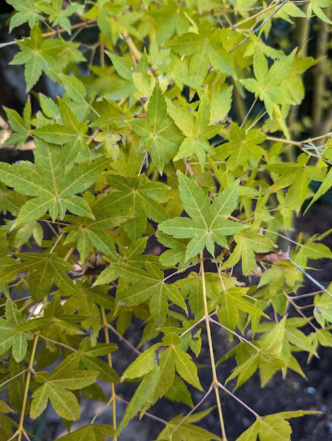 Acer palmatum 'Bihou' Rare Yellow Coral Bark Japanese Maple