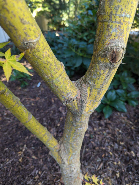 Acer palmatum 'Bihou' Rare Yellow Coral Bark Japanese Maple