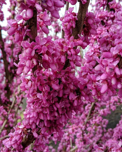 Cercis chinensis 'Kay's Early Hope' Redbud Tree