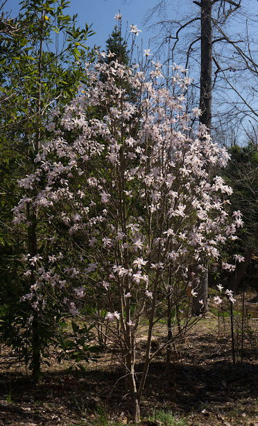 Magnolia x 'Tickled Pink' NEW RELEASE
