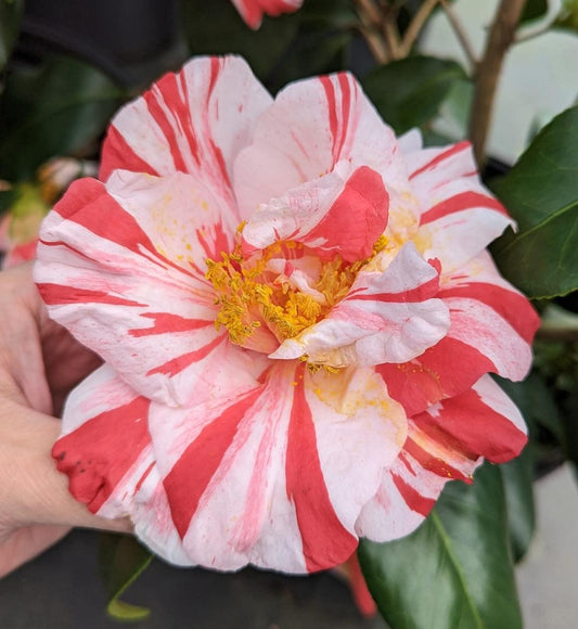 Camellia japonica 'Caso Do Casal'