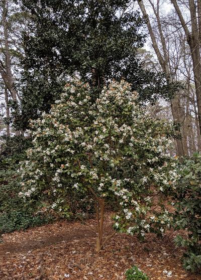 Camellia yuhsienensis