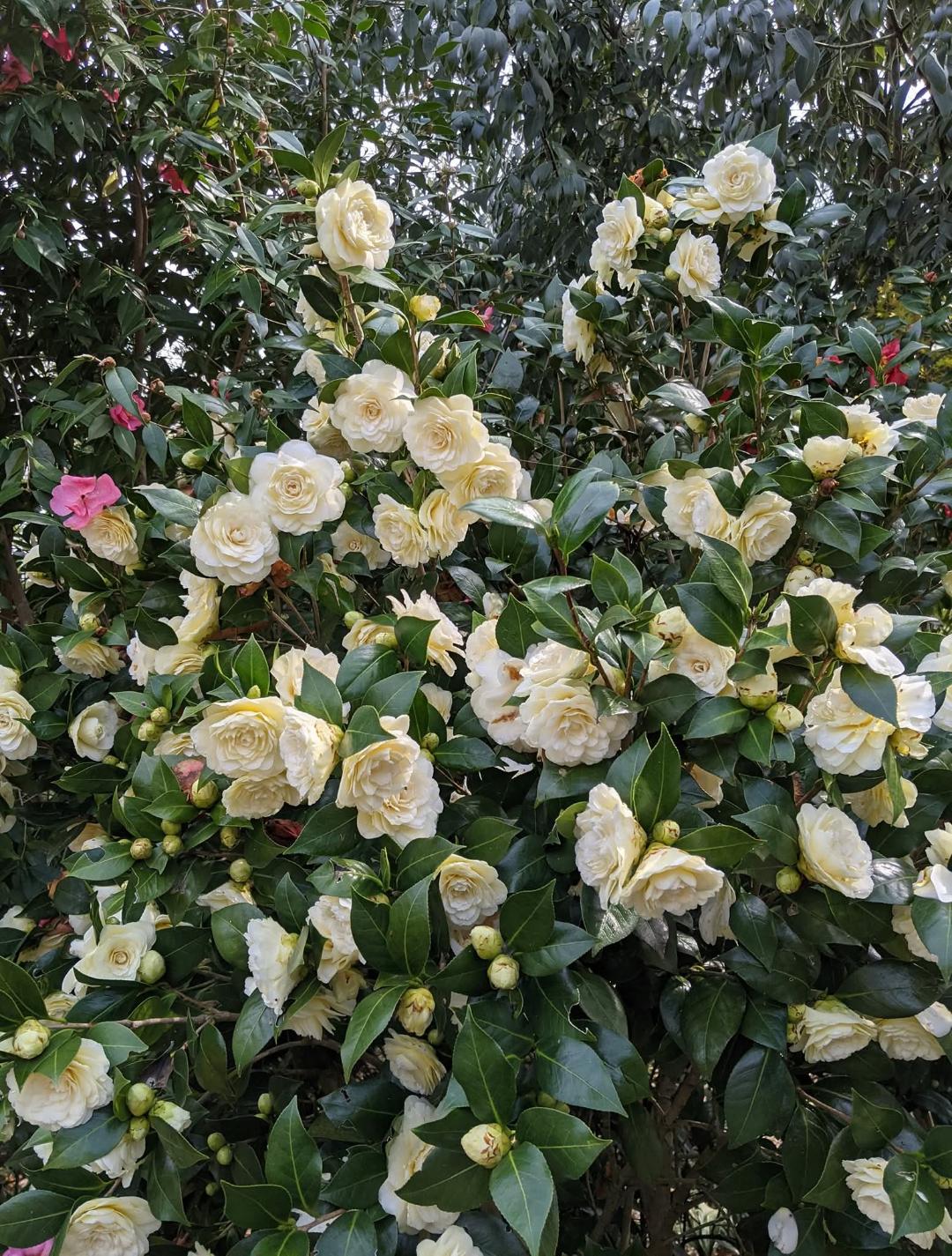 Camellia japonica 'Lemon Glow'