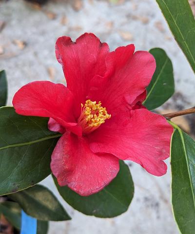 Camellia x Gene's Autumn Fire