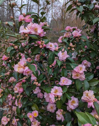 Camellia x 'Brie's Bells'